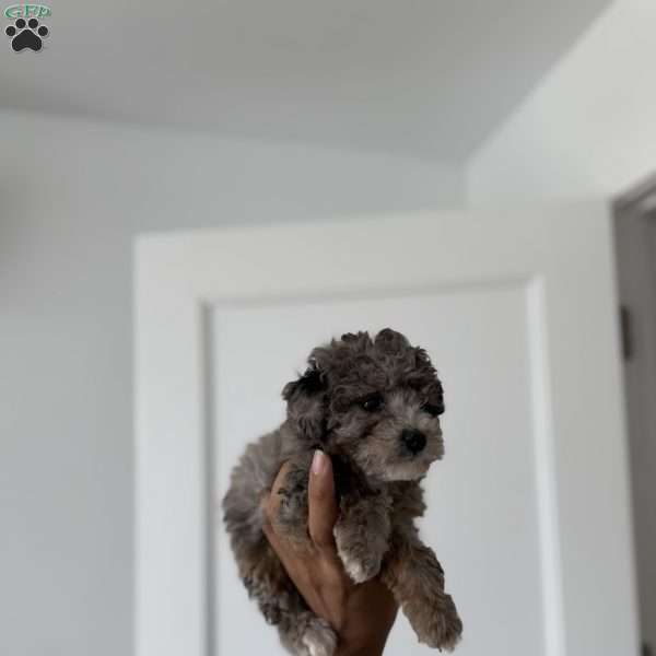 Timmy Blue merle teacup, Toy Poodle Puppy