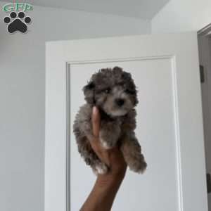 Timmy Blue merle teacup, Toy Poodle Puppy