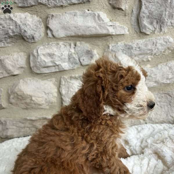 Helen, Mini Bernedoodle Puppy