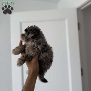Timmy Blue merle teacup, Toy Poodle Puppy