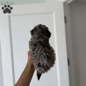 Timmy Blue merle teacup, Toy Poodle Puppy