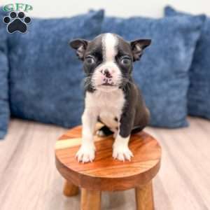 Kelsey, Boston Terrier Puppy