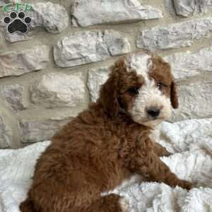 Helen, Mini Bernedoodle Puppy