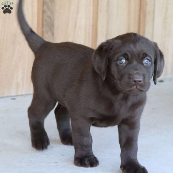 Luna, Chocolate Labrador Retriever Puppy