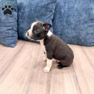 Cody, Boston Terrier Puppy