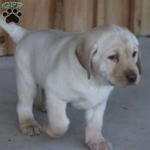 Cooper, Yellow Labrador Retriever Puppy