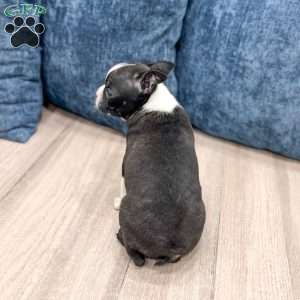 Cody, Boston Terrier Puppy