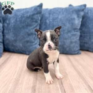 Cody, Boston Terrier Puppy