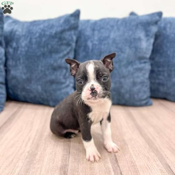 Cody, Boston Terrier Puppy