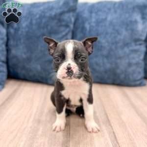 Cody, Boston Terrier Puppy