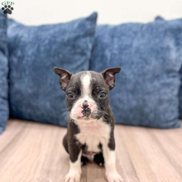 Cody, Boston Terrier Puppy