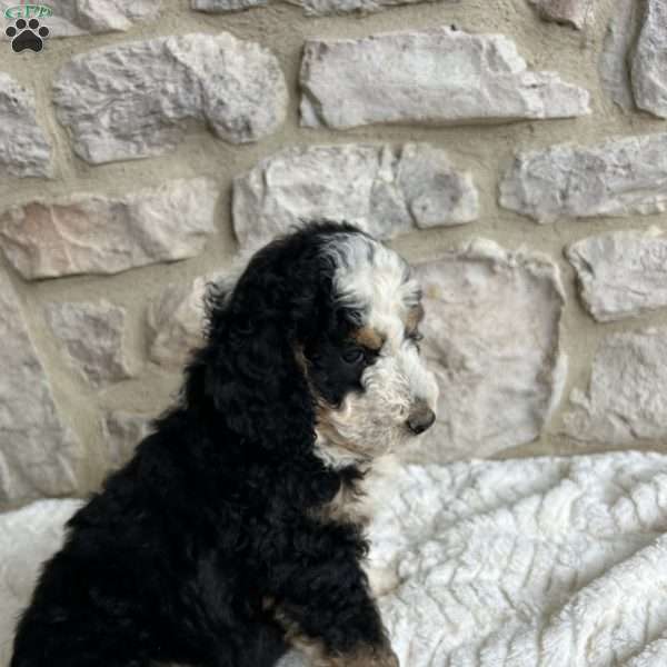 Arthur, Mini Bernedoodle Puppy