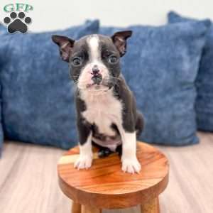Cody, Boston Terrier Puppy