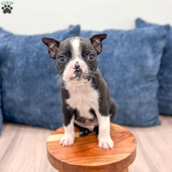 Cody, Boston Terrier Puppy