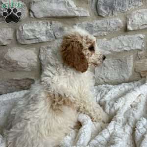 Violey, Mini Bernedoodle Puppy