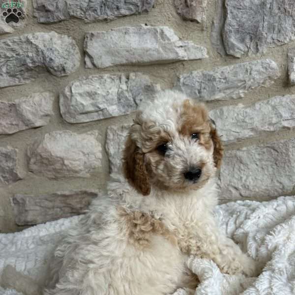 Violey, Mini Bernedoodle Puppy