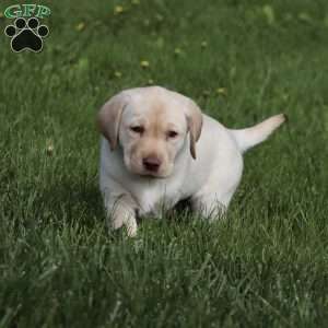 Cooper, Yellow Labrador Retriever Puppy