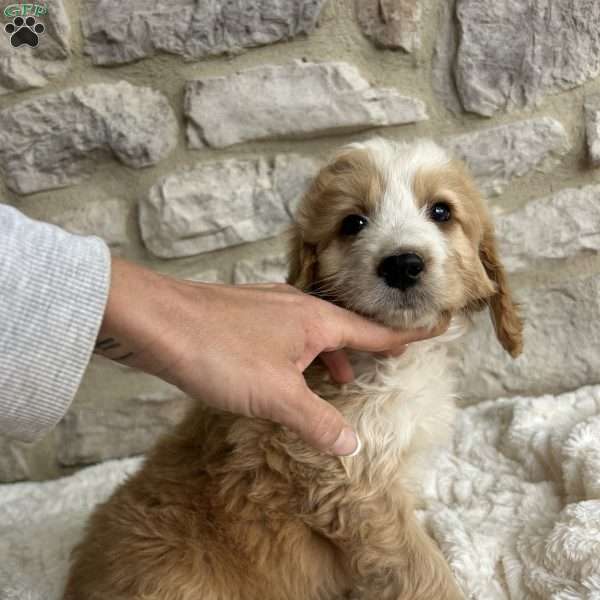 Maggie, Mini Bernedoodle Puppy