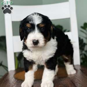 Ryder, Bernedoodle Puppy