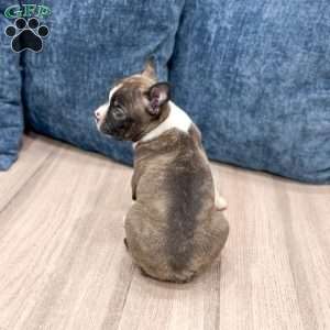 Christopher, Boston Terrier Puppy