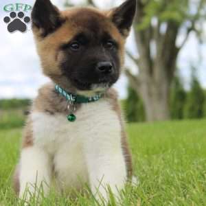 Max, Akita Puppy