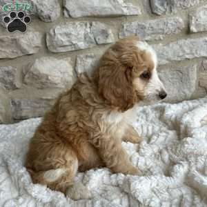 Maggie, Mini Bernedoodle Puppy