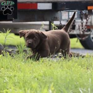 Luna, Chocolate Labrador Retriever Puppy
