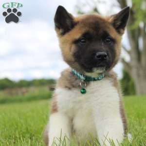 Max, Akita Puppy