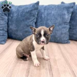 Christopher, Boston Terrier Puppy