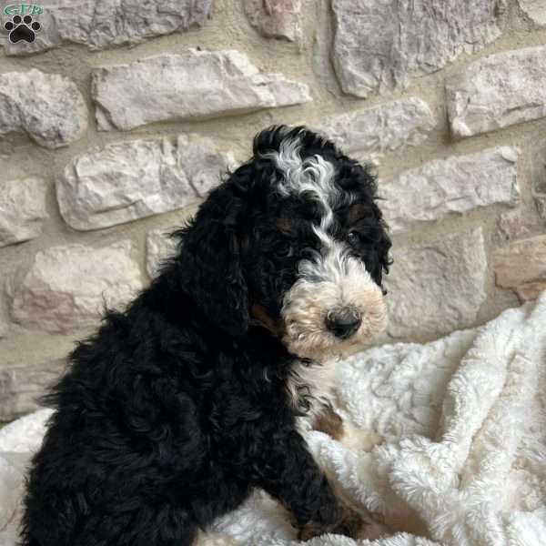 Audrey, Mini Bernedoodle Puppy