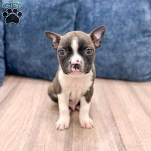Christopher, Boston Terrier Puppy