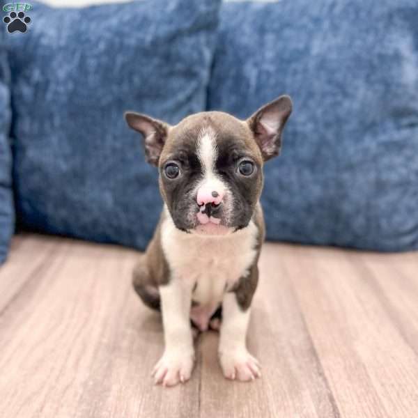 Christopher, Boston Terrier Puppy
