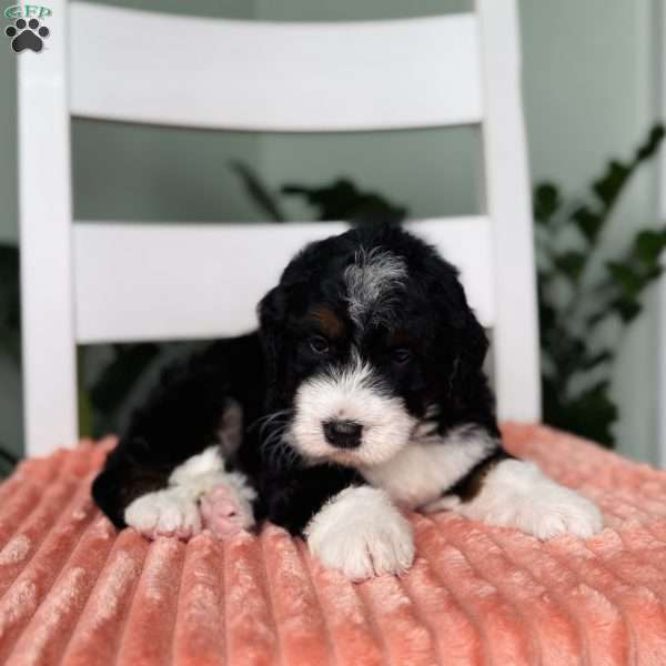 Rocket, Bernedoodle Puppy