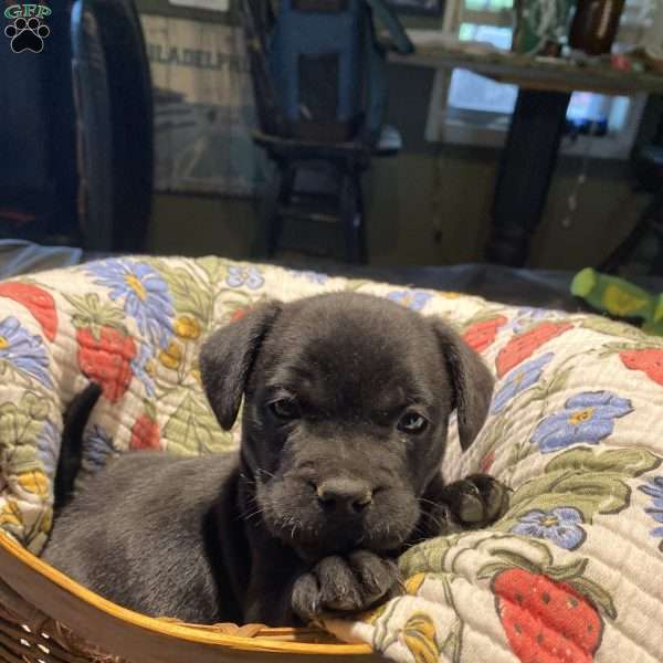 Buddy, Golden Retriever Mix Puppy