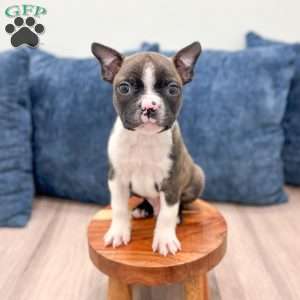 Christopher, Boston Terrier Puppy