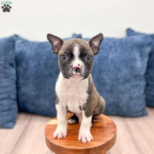 Christopher, Boston Terrier Puppy