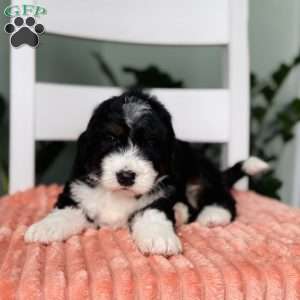 Rocket, Bernedoodle Puppy
