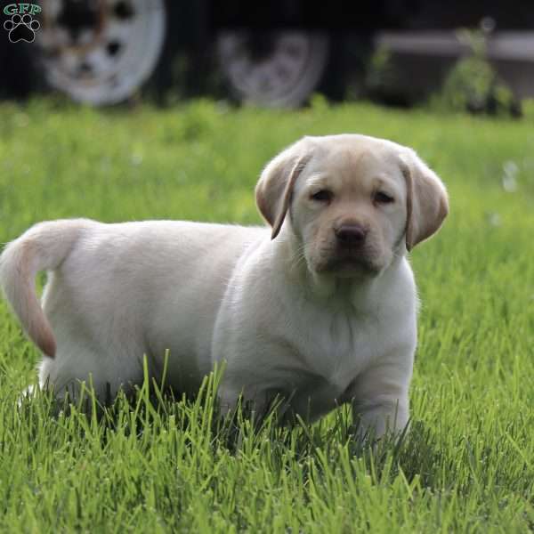 Cooper, Yellow Labrador Retriever Puppy