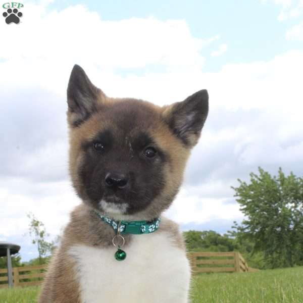 Max, Akita Puppy