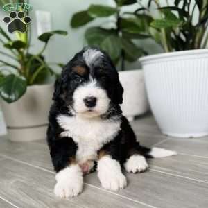 Rocket, Bernedoodle Puppy
