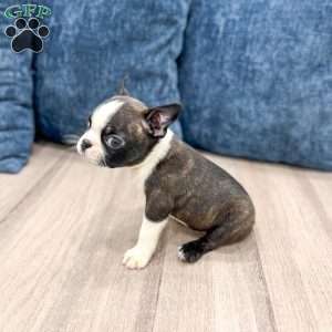 Roselyn, Boston Terrier Puppy