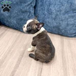 Roselyn, Boston Terrier Puppy