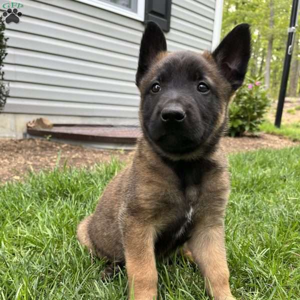 Ripp, Belgian Malinois Puppy