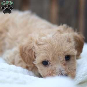 Cuddles, Maltipoo Puppy