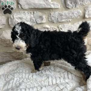 Audrey, Mini Bernedoodle Puppy