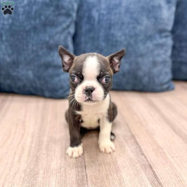 Roselyn, Boston Terrier Puppy
