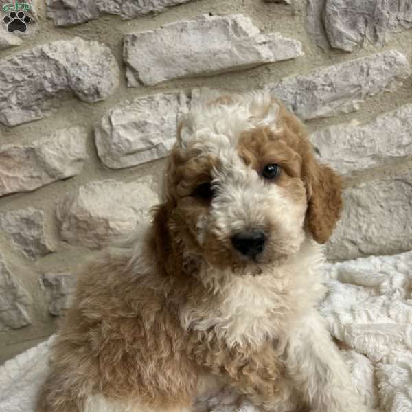 Tricki, Mini Bernedoodle Puppy