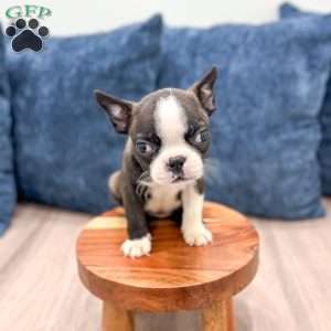 Roselyn, Boston Terrier Puppy