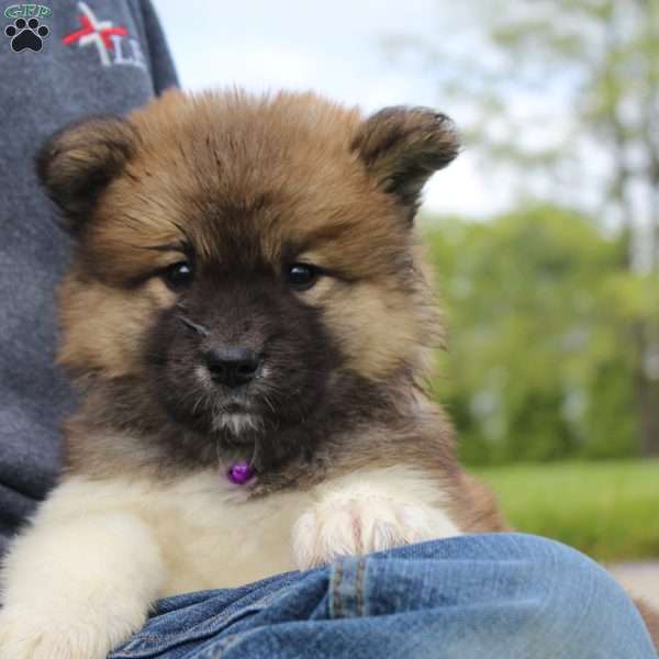 Sadie, Akita Puppy