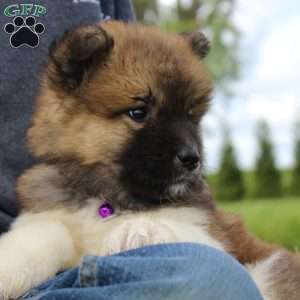 Sadie, Akita Puppy